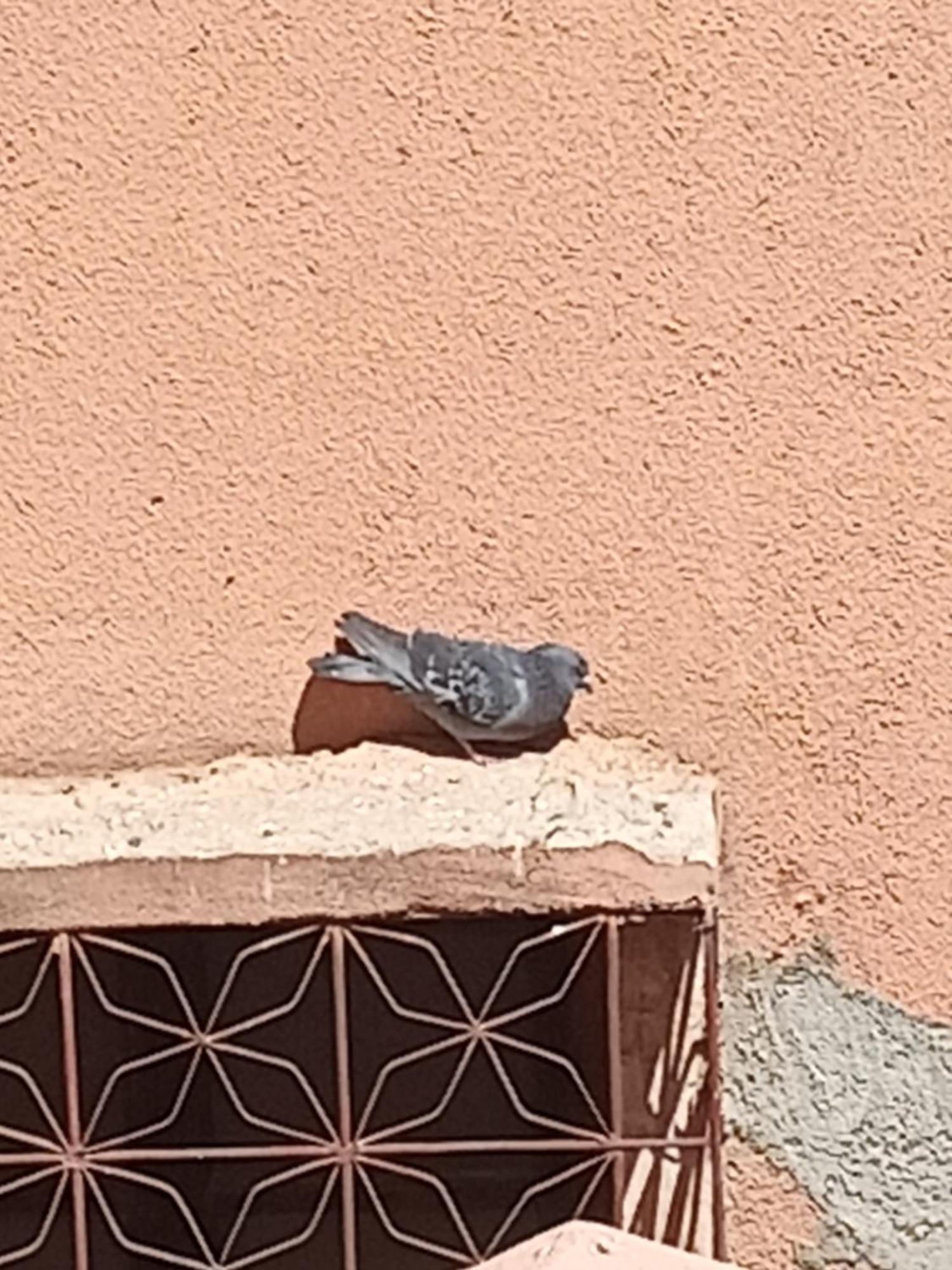 Guiliz Appartement Marrakesh Exterior photo